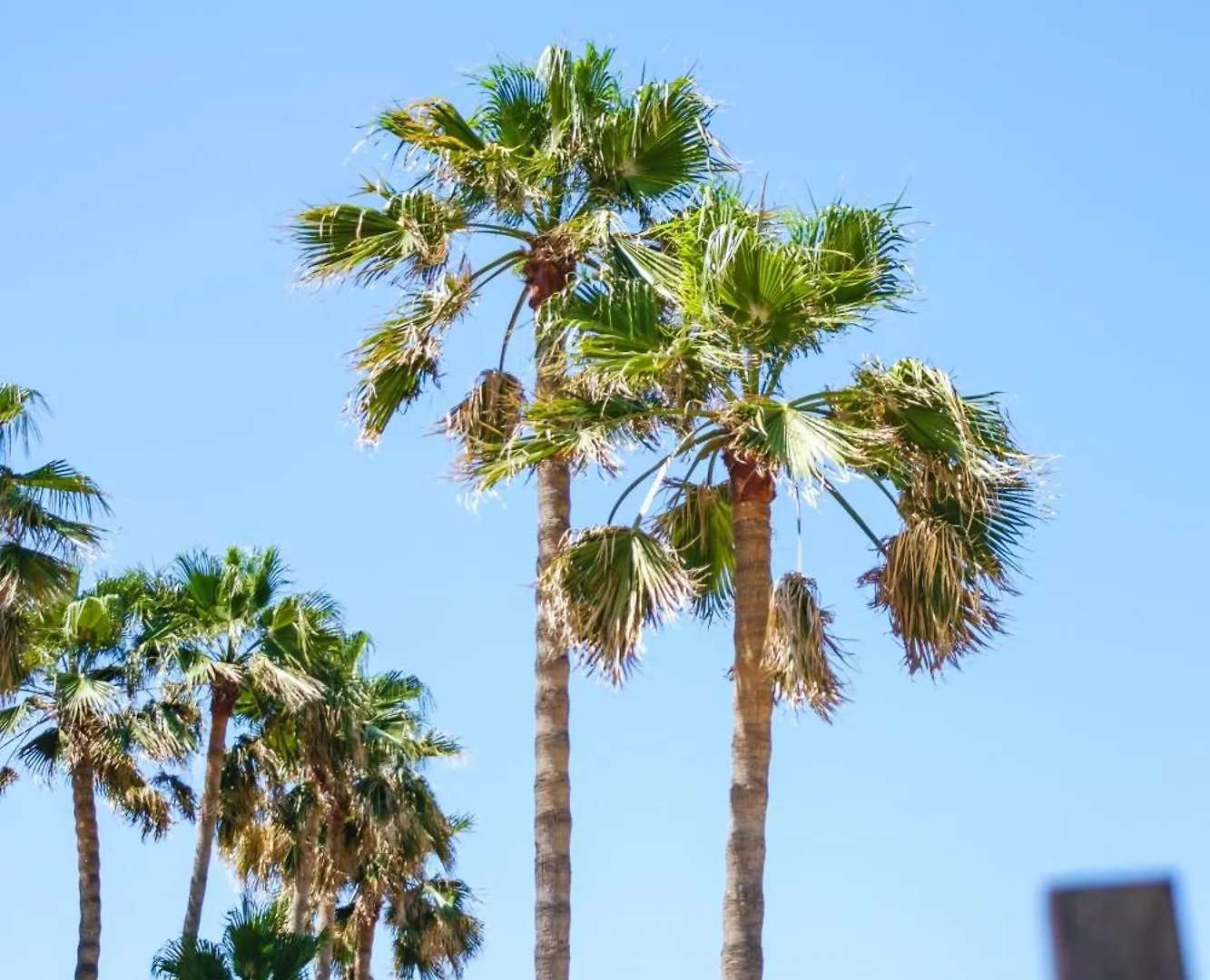 ****  Hotel Ciutat Jardi Palma de Mallorca Spanje